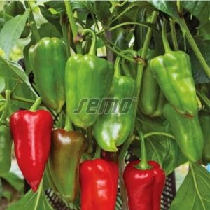 Magus paprika RAFAELUS F1 100s