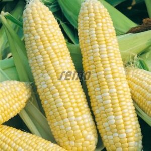 Magus mais RAMONDIA F1 1kg