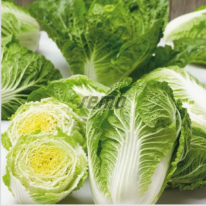 Hiinakapsas RAPID 2500tks