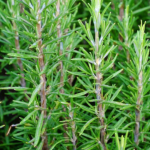 Harilik rosmariin / Rosmarinus officinalis 10gr