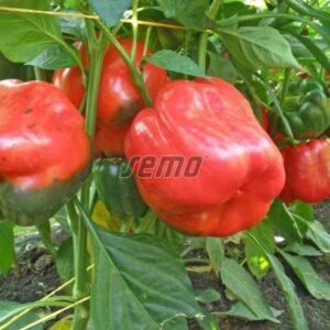 Magus paprika RUBIKA F1 500s