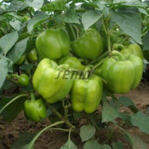 Magus paprika SASKIA F1 100s