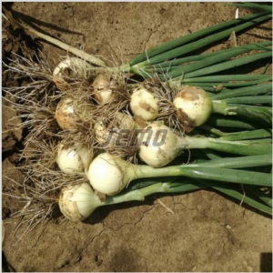 Sibul SENSHYU YELLOW 50 000s