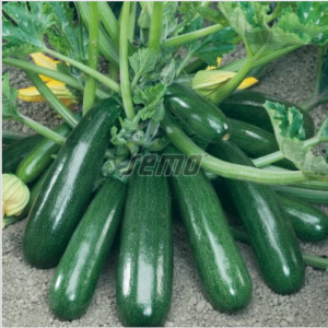 Suvikõrvits SENZACE F1 100s