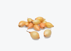 Tippsibul SETTON 21/24 10kg