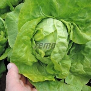 Võisalat SMARAGDUS 5000tks