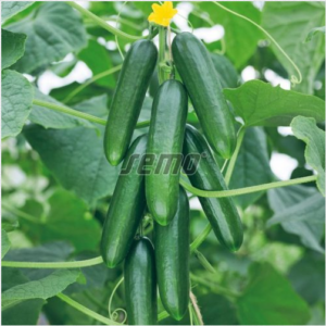 Lühike kurk SNACK F1 100s