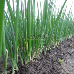 Sibul SNOW QUEEN F1 50000s