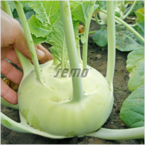 Nuikapsas SPARTA F1 2500tks