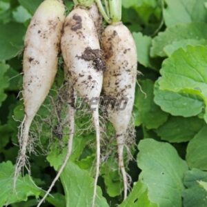 Redis STALAGNIT F1 10000s