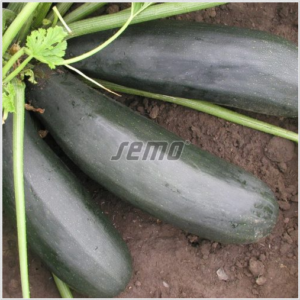 Suvikõrvits STARTGREEN F1 500s