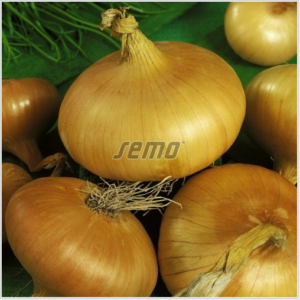 Sibul STUTTGART RIESEN 300g