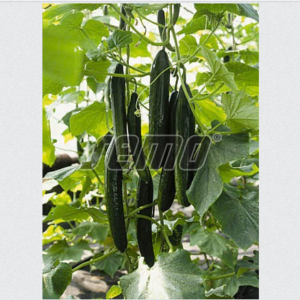 Pikk kurk SUPERSTAR F1 100s