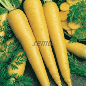 Porgand TABORSKA ŽLUTA 50 000tks