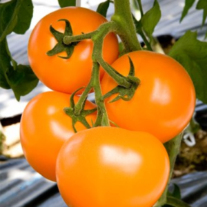 Tomat TAIYO F1 250s (puhitud)