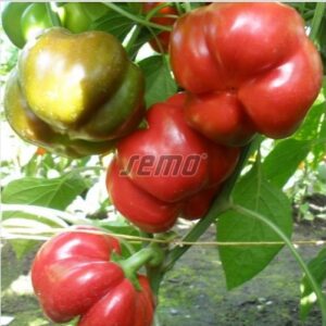 Magus paprika TAMINA F1 500s