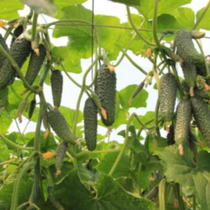 Lühike kurk TIGER F1 250s (puhitud)