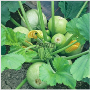 Suvikõrvits TREND F1 500s