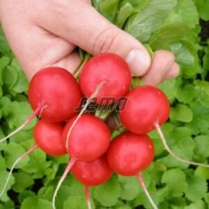 Redis 'VINARA' 10 000s