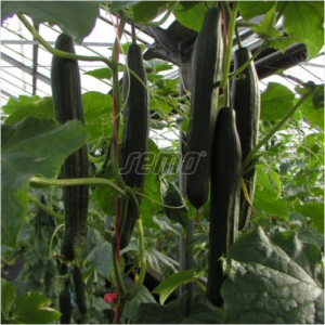 Pikk kurk / Cucumis sativus VISTA 100s