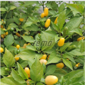 Terav paprika VULCAIN 500s