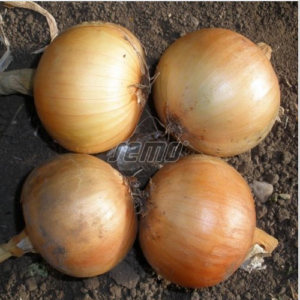 Sibul WELLINA 50 000s