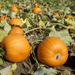 Kõrvits YELLOWBOYS F1 100tks