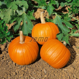 Kõrvits YELLOWGIRLS F1 100tks