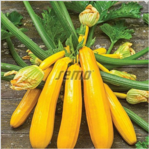 Suvikõrvits 'YELLOWSTAR' F1 100s