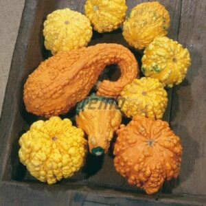 Dekoratiivkõrvits Z BRADAVIC 20g