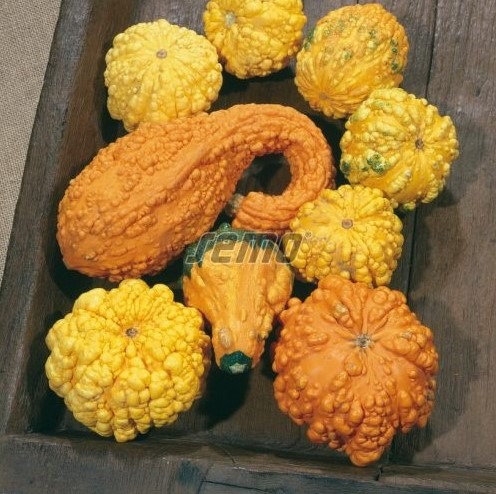 Dekoratiivkõrvits Z BRADAVIC 20g